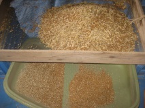 小麦篩-1