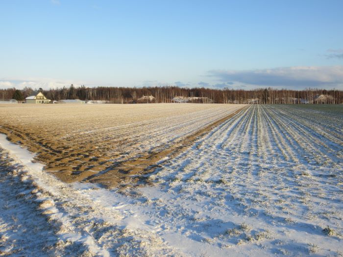 エン麦と小麦と雪